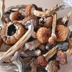 Magic Mushrooms kaufen | Psilocybin Pilze, Zauberpilze