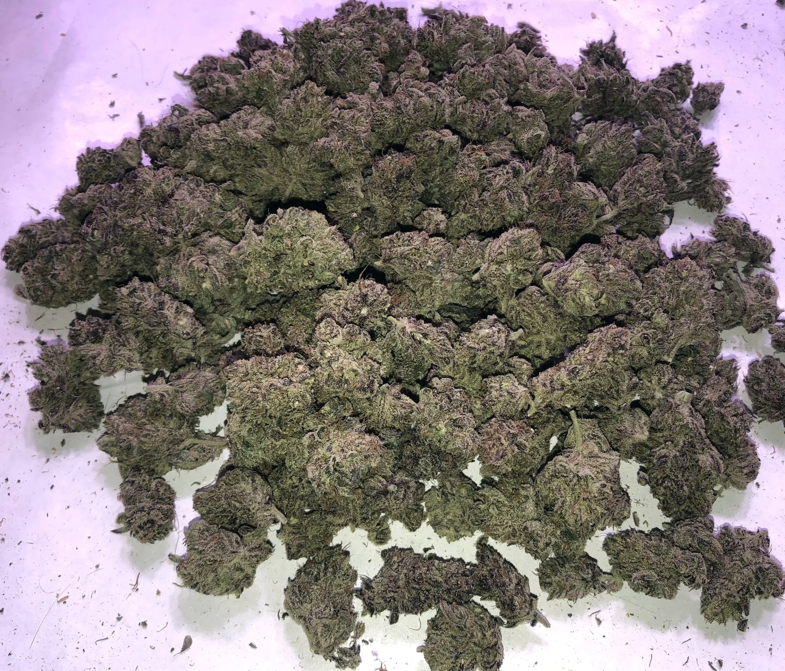 purple-haze